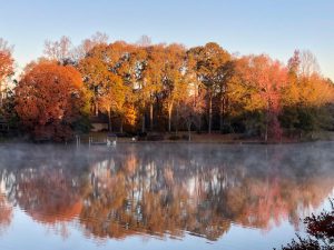 Still water autumn trees