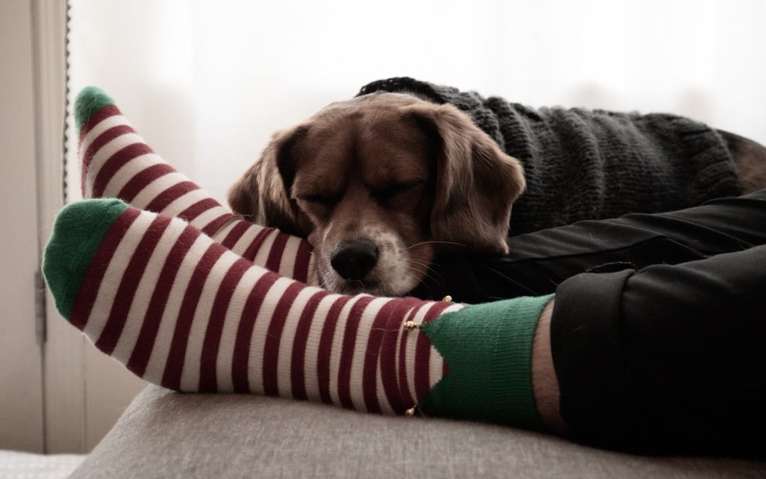 man feet with socks and dog resting on feet