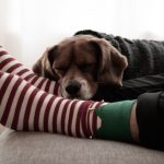 man feet with socks and dog resting on feet