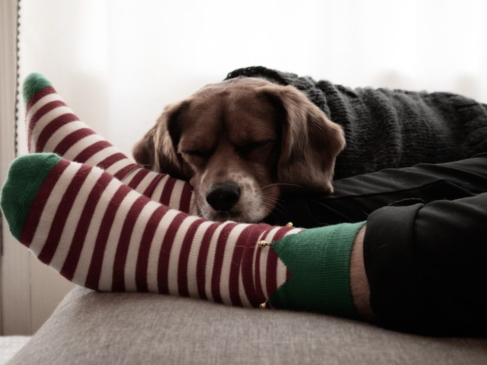 man feet with socks and dog resting on feet