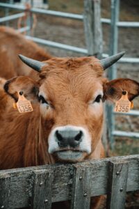 Face of cow