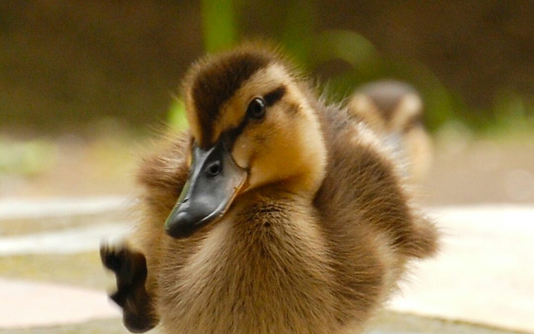 Duck