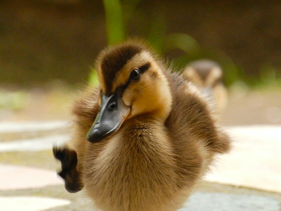 Duck